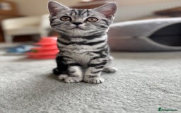 British Shorthair cats for sale: ❤️❤️ GORGEOUS SILVER TABBY BSH GCCF ❤️❤️ - Image 15