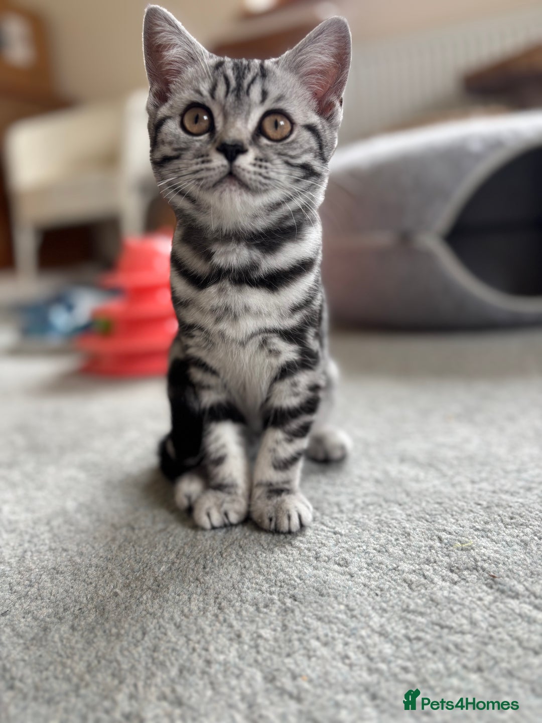 British Shorthair cats for sale: ❤️❤️ GORGEOUS SILVER TABBY BSH GCCF ❤️❤️ - Image 15