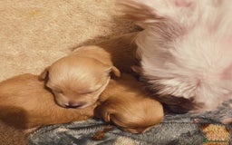 Maltipoo dogs for sale: 🧸🧸Teddy bears🧸🧸 - Image 11