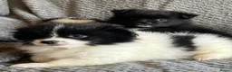 Mixed Breed dogs for sale: Lovely fluffy puppies ❤️ - Advert 10