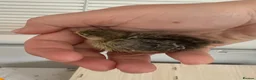 Quail poultry for sale: Button quail  - Advert 6