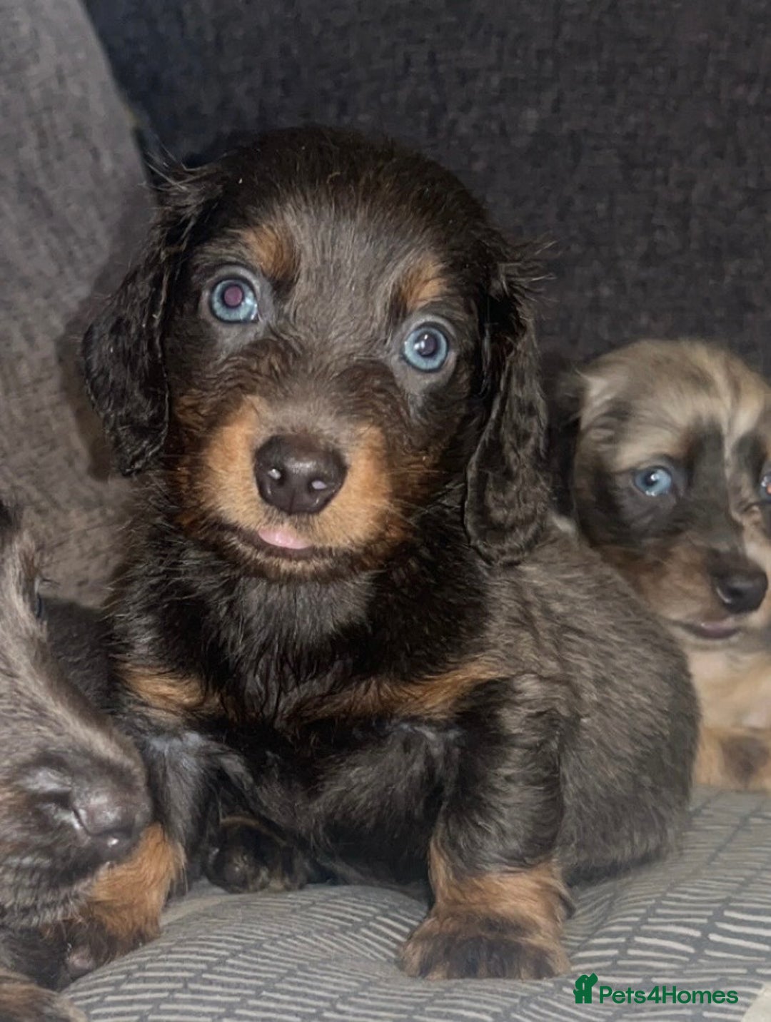 Dachshund dogs for sale:  dachshunds puppies  - Advert 1