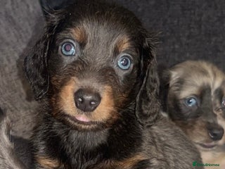 Dachshund dogs dachshunds puppies - Advert 3