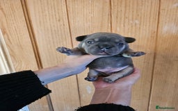 French Bulldog dogs for sale: ⚡️Exquisite 🌈 Pedigree French Bulldog Puppies ⚡️ - Image 7