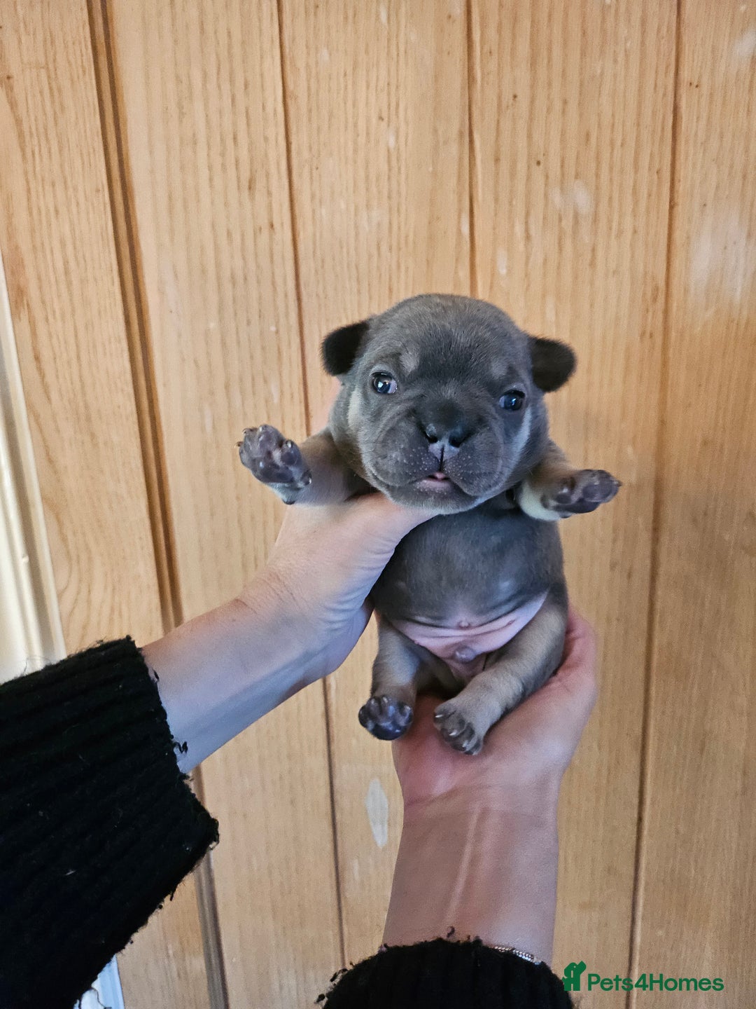 French Bulldog dogs for sale: ⚡️Exquisite 🌈 Pedigree French Bulldog Puppies ⚡️ - Image 7