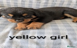 Mixed Breed dogs for sale: 7 stunning rottweiler puppies - Image 1