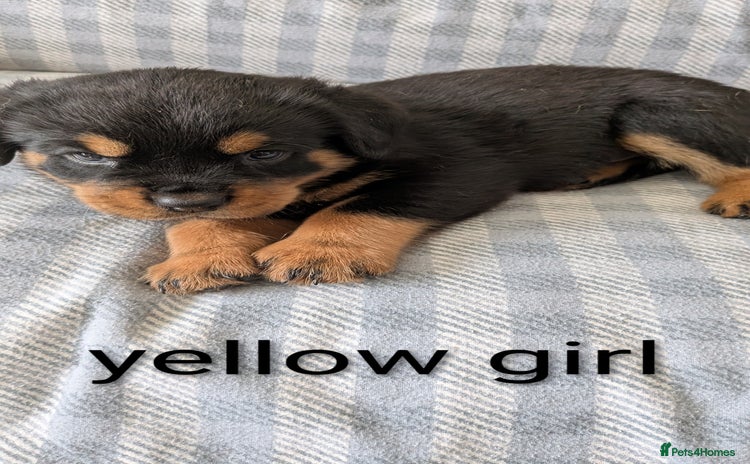 Mixed Breed dogs - Advert 1