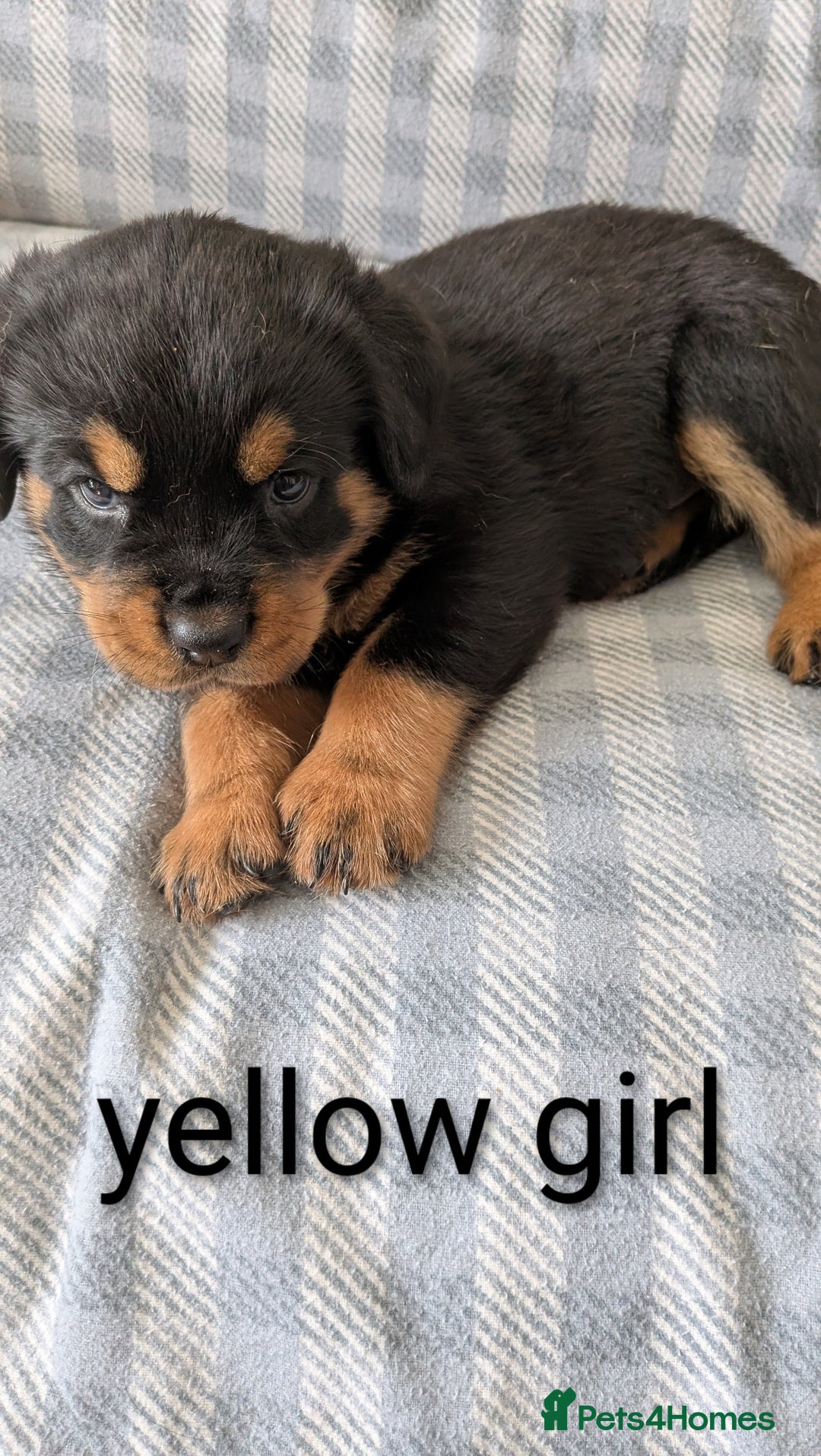 Mixed Breed dogs for sale: 7 stunning rottweiler puppies - Image 1