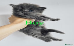 Maine Coon cats for sale: Blue Maine coon kittens - DNA health tested - Image 11