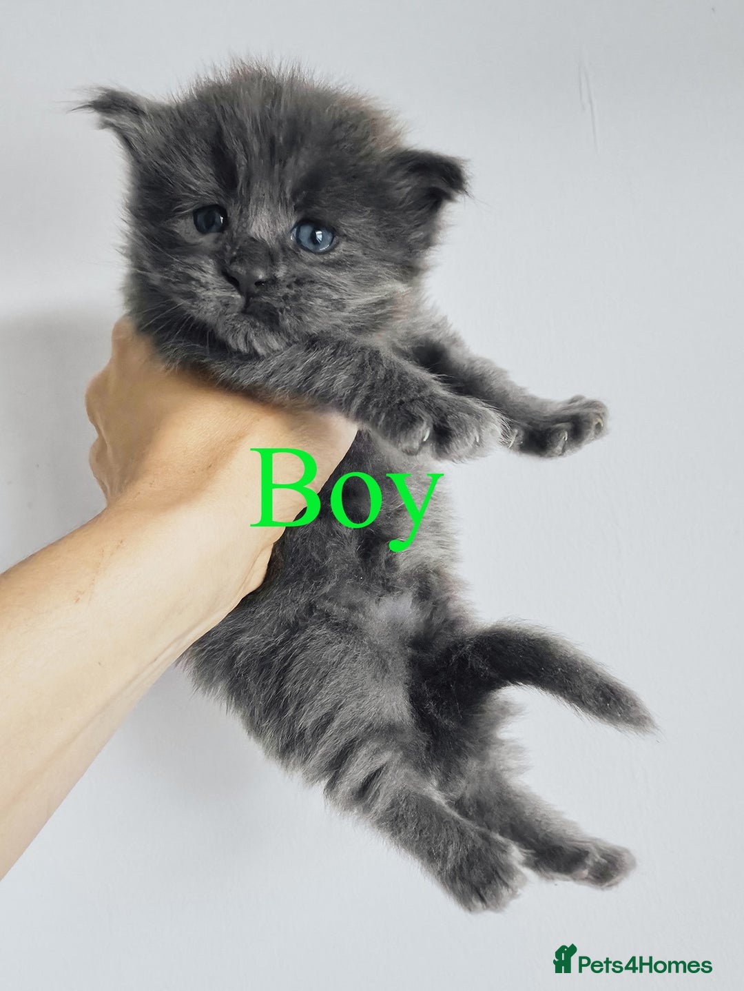 Maine Coon cats for sale: Blue Maine coon kittens - DNA health tested - Image 11