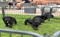 Cocker Spaniel dogs for sale: Ready Now 🐾 Champion bred working cocker boys  - Image 5
