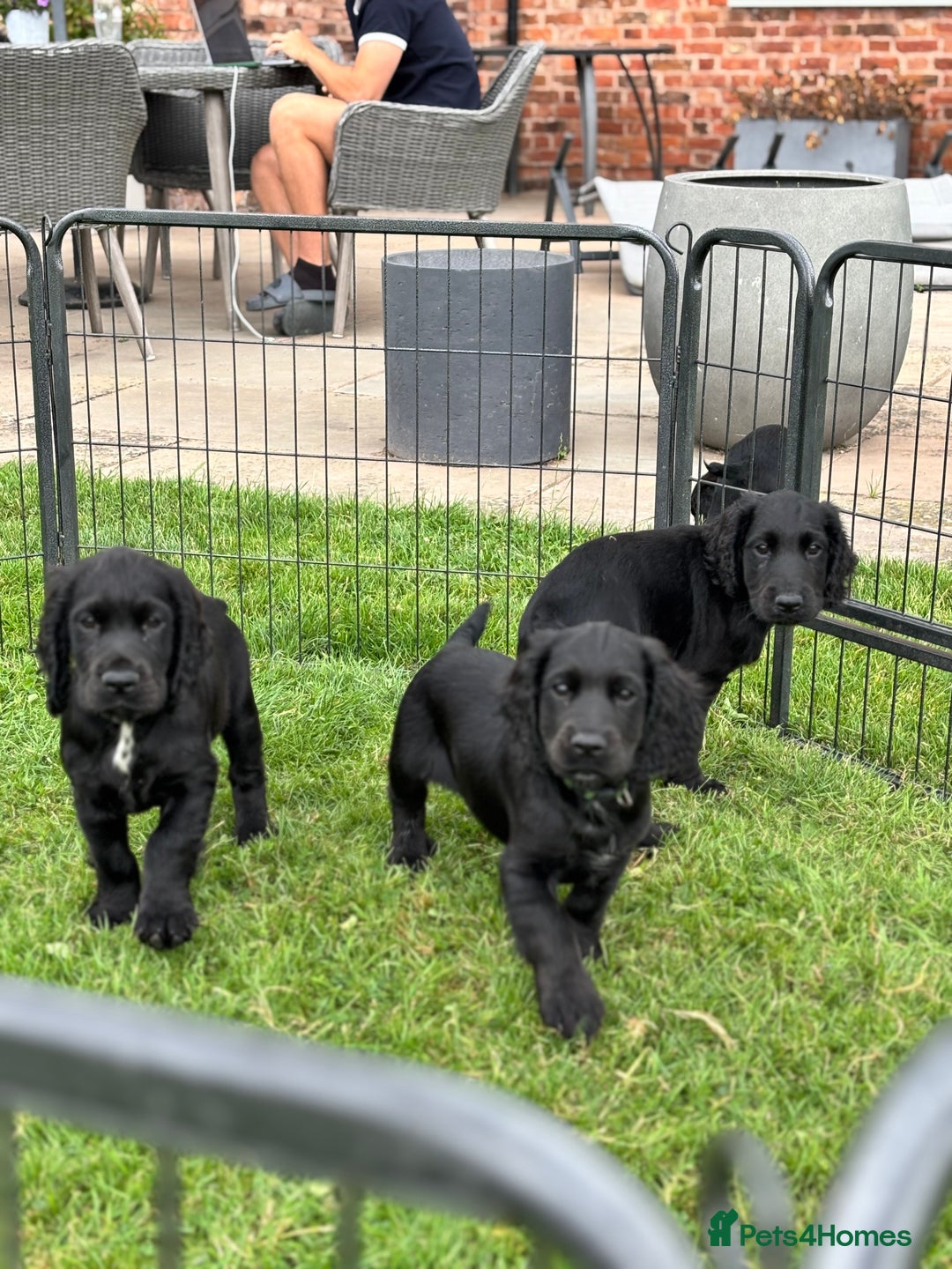 Cocker Spaniel dogs for sale: Ready Now 🐾 Champion bred working cocker boys  - Image 5