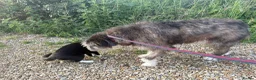 Mixed Breed dogs for adoption: Duncan - Norwich Norfolk  - Advert 9