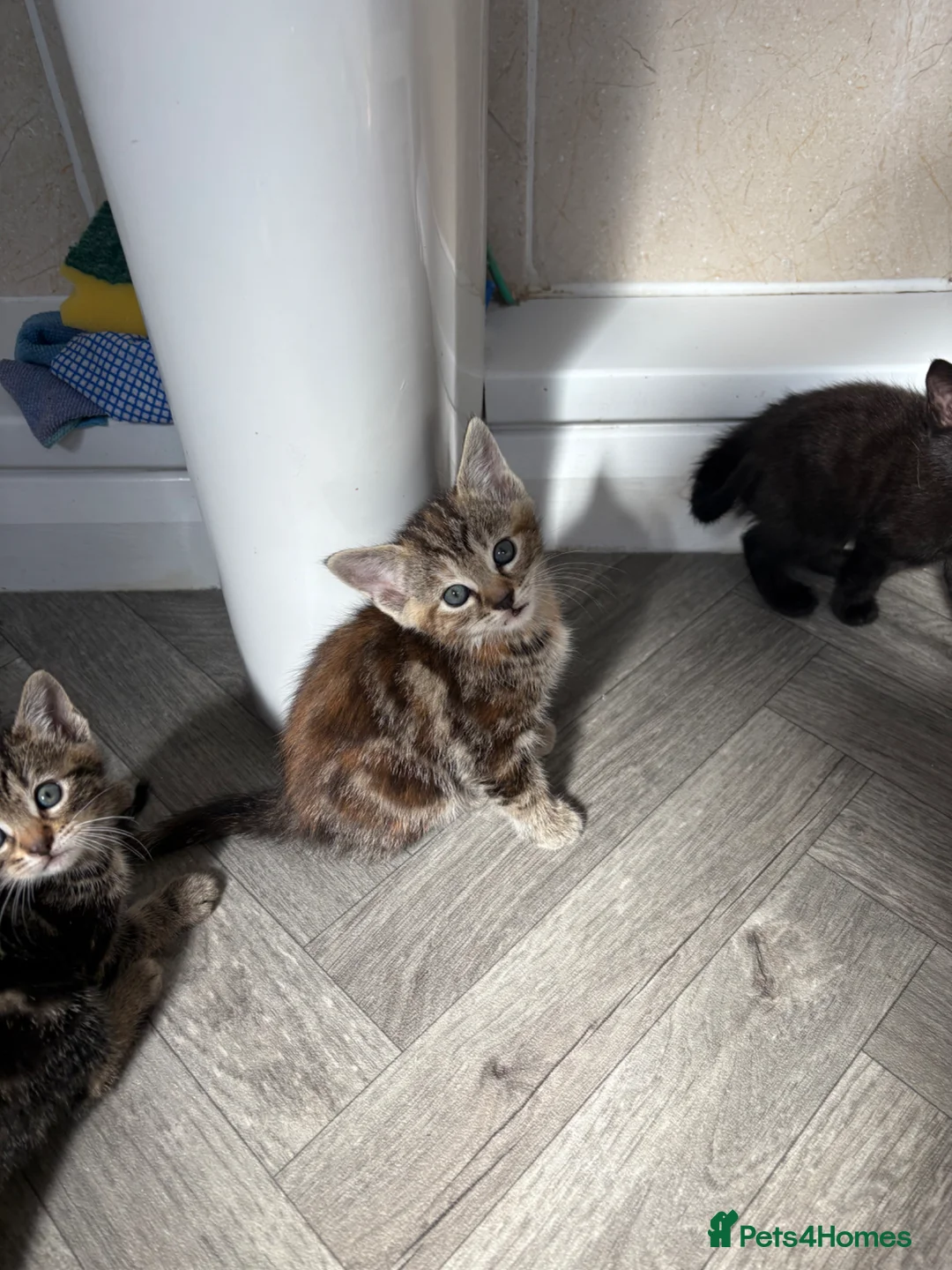 Mixed Breed cats for sale: Beautiful kittens - Advert 8