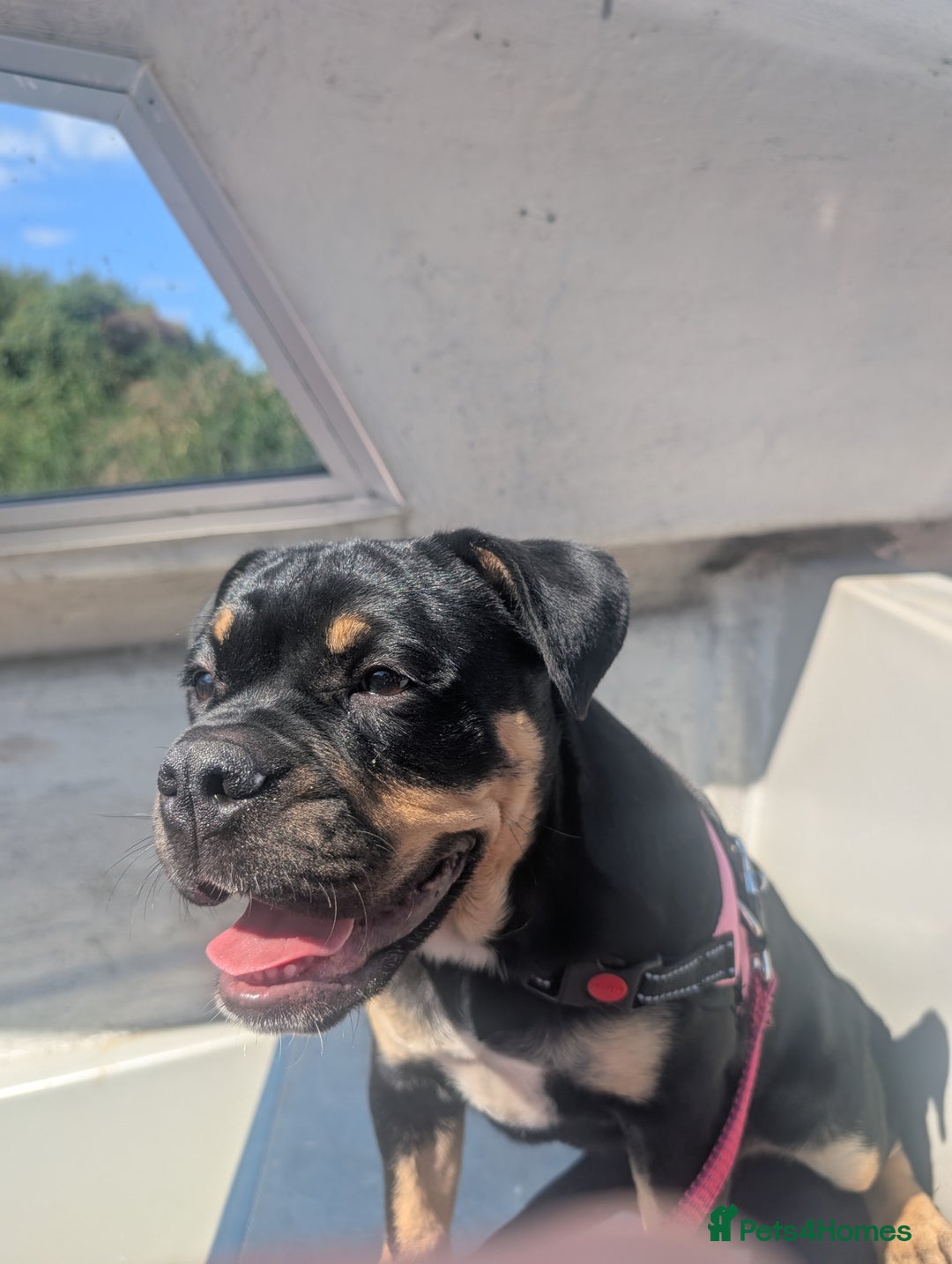 Mixed Breed dogs for sale: Old tyme puppy cross english - Image 5
