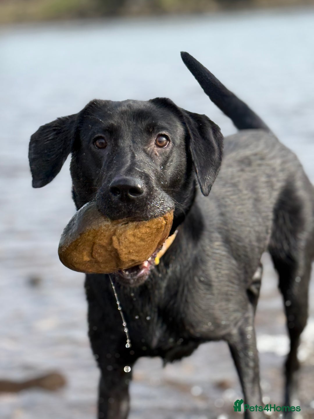 Mixed Breed dogs for sale: Labrador cross - Image 2