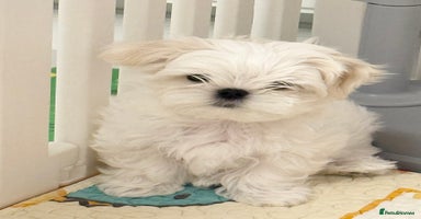 Maltese dogs 🌟 Tiny Korean Maltese Ready Now 🌟 - Advert 15
