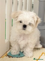 Maltese dogs 🌟 Tiny Korean Maltese Ready Now 🌟 - Advert 15