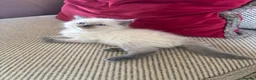 Ragdoll cats for sale: Beautiful Pure Ragdoll kittens - Advert 35