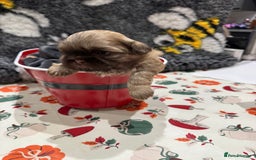 Shih Tzu dogs for sale: shih tzu F1 puppies  - Advert 10