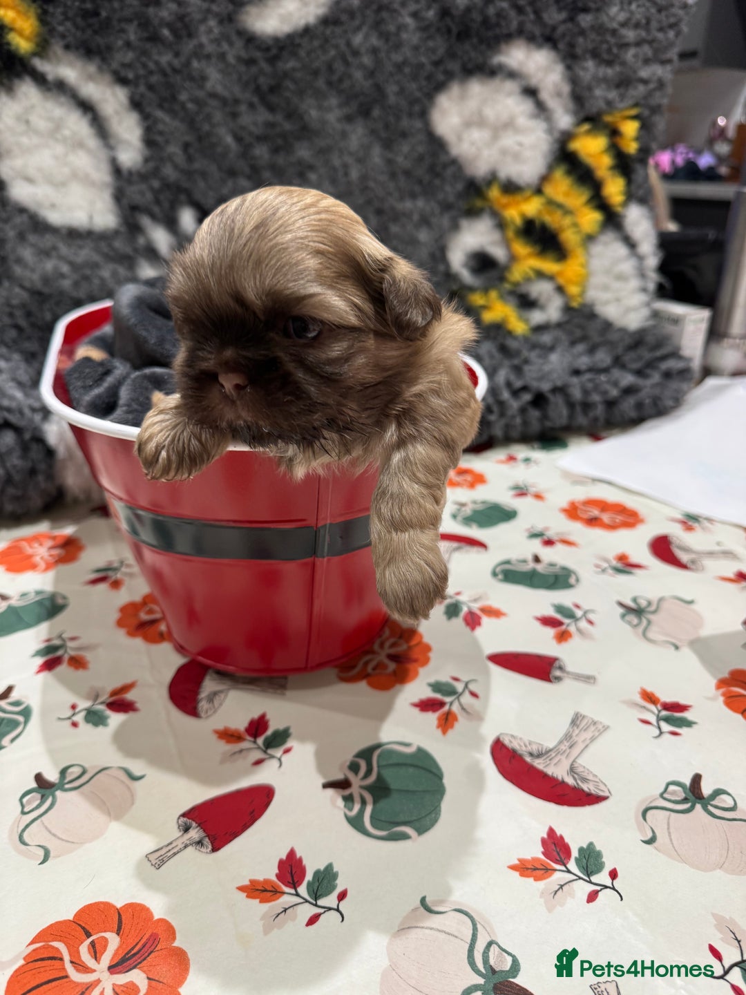 Shih Tzu dogs for sale: shih tzu F1 puppies  - Advert 10