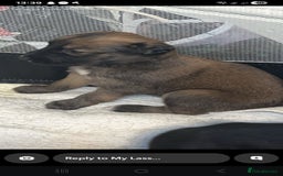 Lurcher dogs for sale: 5 week puppy - Advert 1