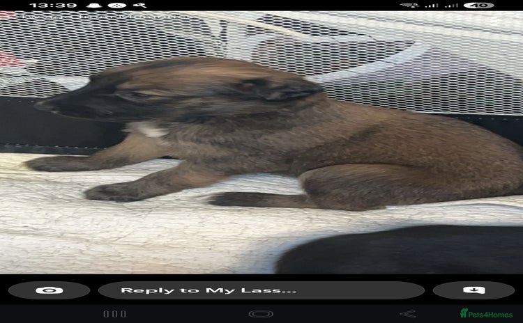 Lurcher dogs 5 week puppy - Advert 3