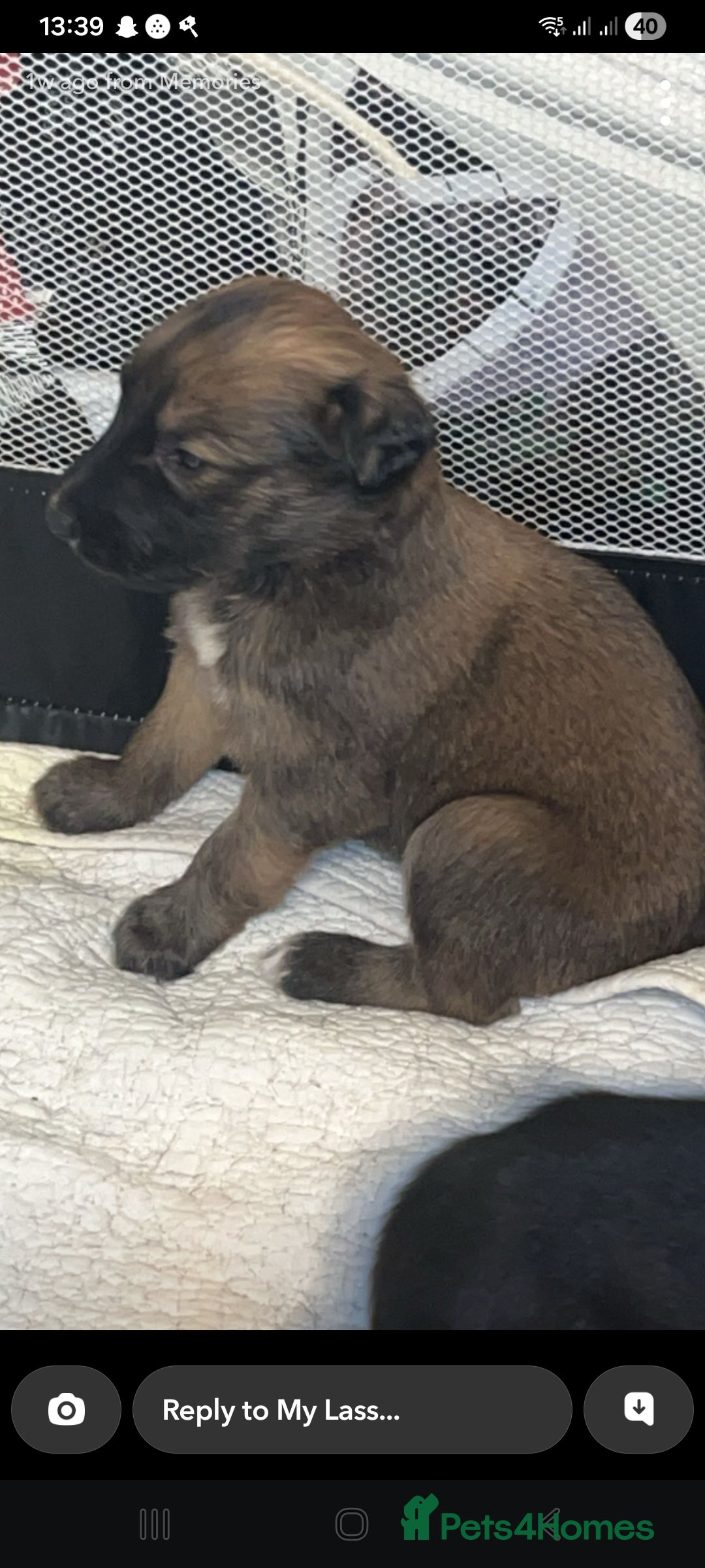 Lurcher dogs for sale: 5 week puppy - Advert 1