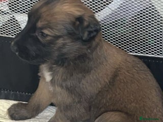 Lurcher dogs 5 week puppy - Advert 5