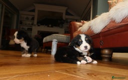 Bernese Mountain Dog dogs for sale: Bernese Mountain Dog Pups  - Image 12