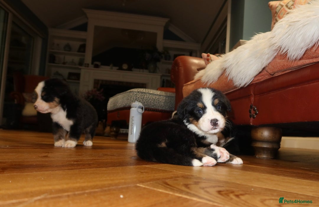 Bernese Mountain Dog dogs for sale: Bernese Mountain Dog Pups  - Image 12
