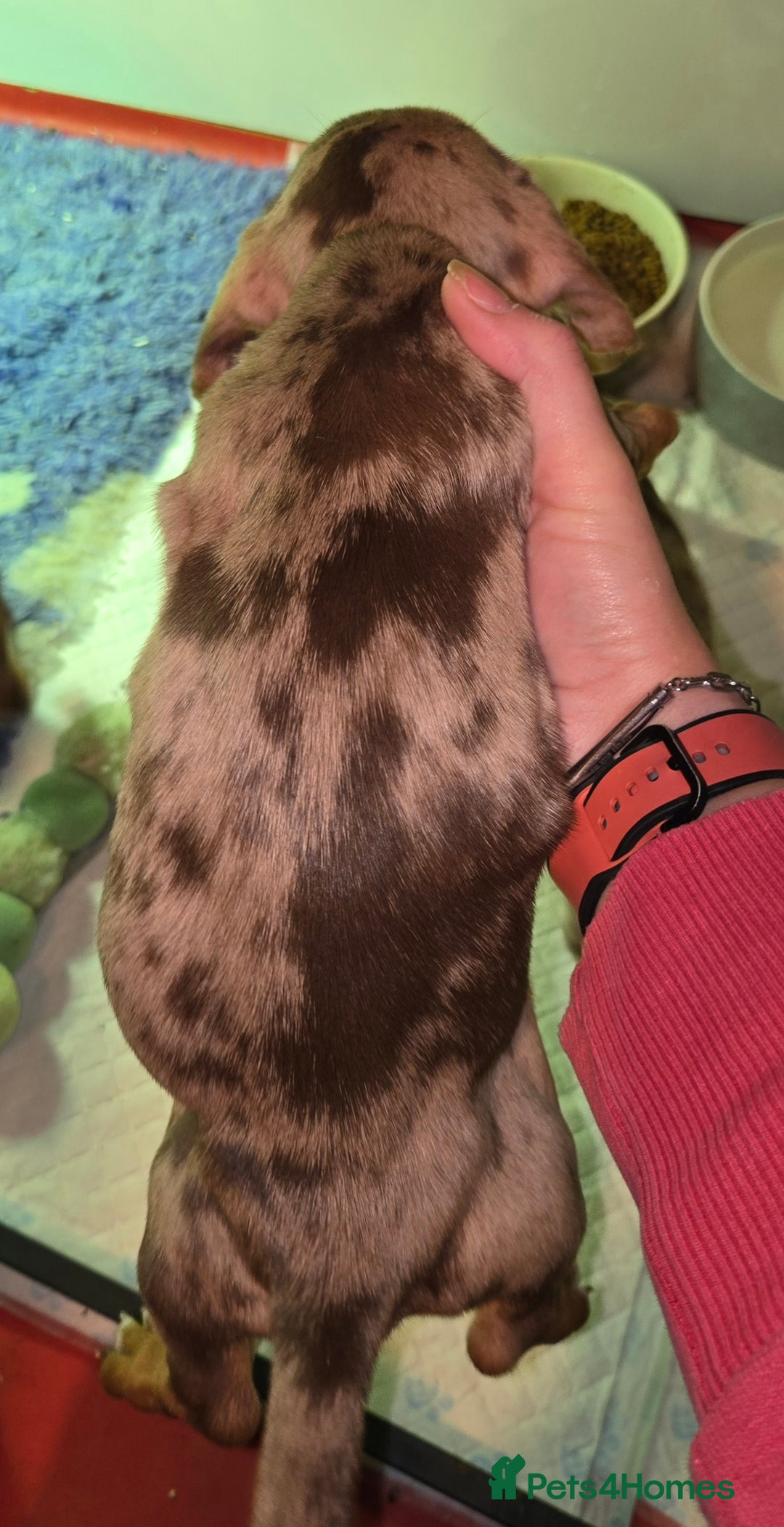 Miniature Dachshund dogs for sale: dapple pups - Image 8