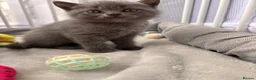 British Shorthair cats for sale: Gorgeous British Shorthair Kittens - Advert 8