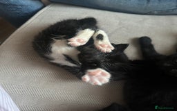 Mixed Breed cats for sale: Black and white kittens looking for loving home  - Image 2