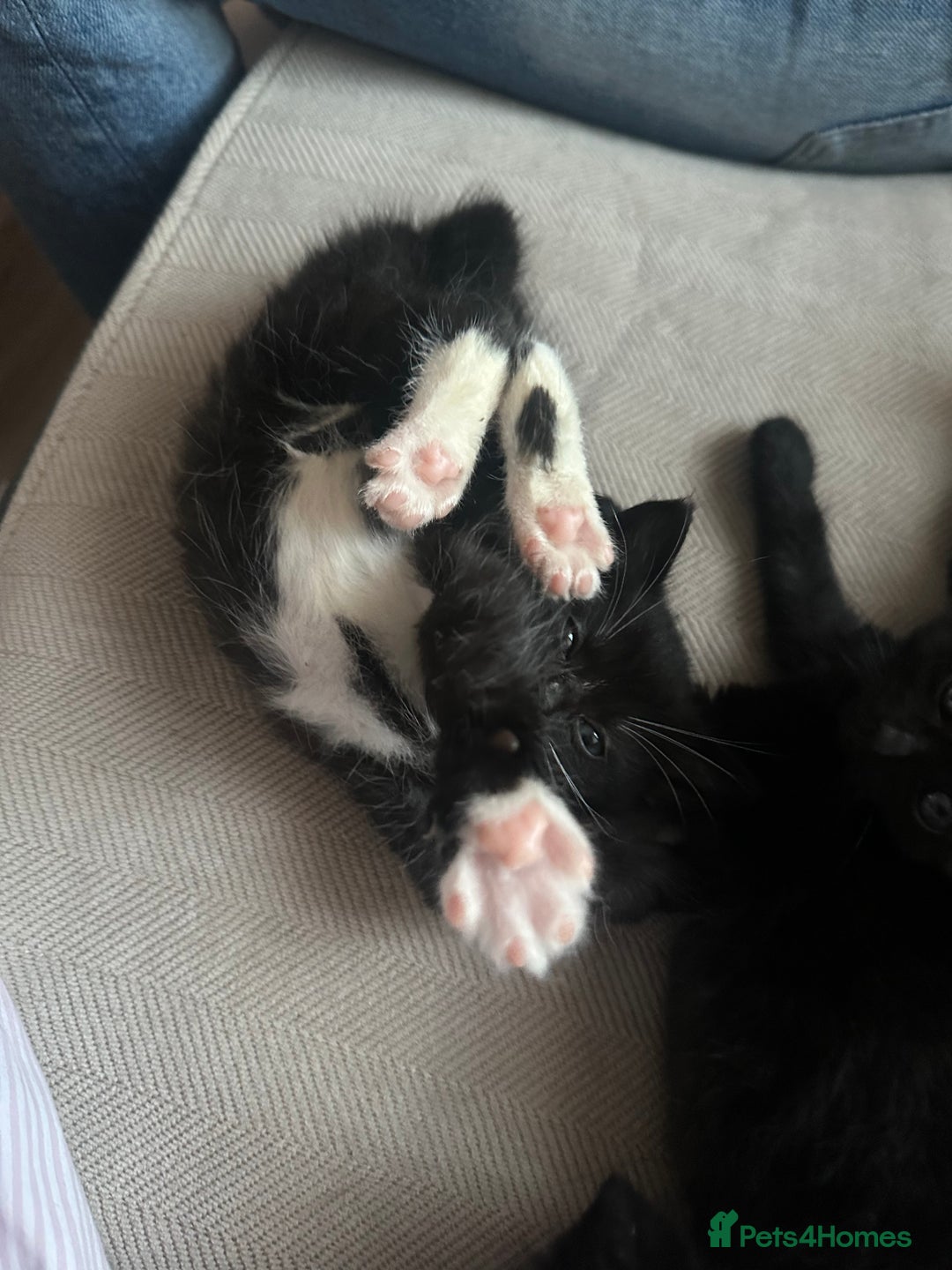 Mixed Breed cats for sale: Black and white kittens looking for loving home  - Image 2