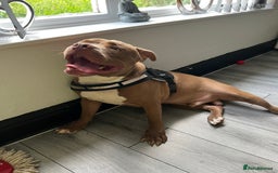 Mixed Breed dogs for sale: Rocco - Image 6