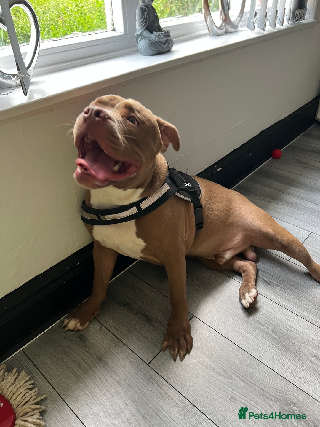 Mixed Breed dogs for sale: Rocco - Image 6