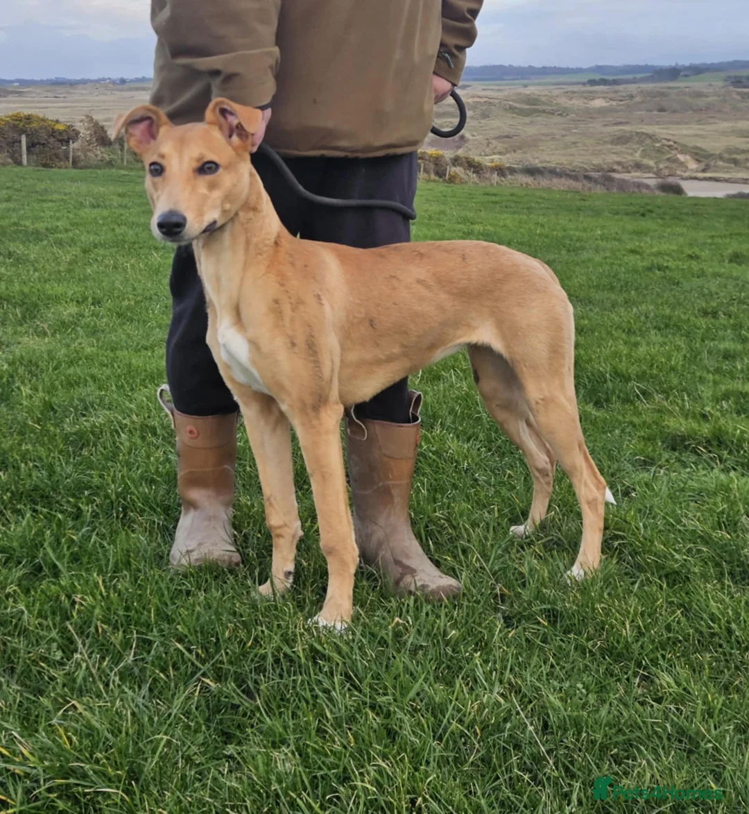 Lurcher dogs for sale: Lassie for sale - Advert 1