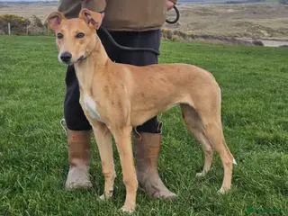 Lurcher dogs Lassie for sale - Advert 9