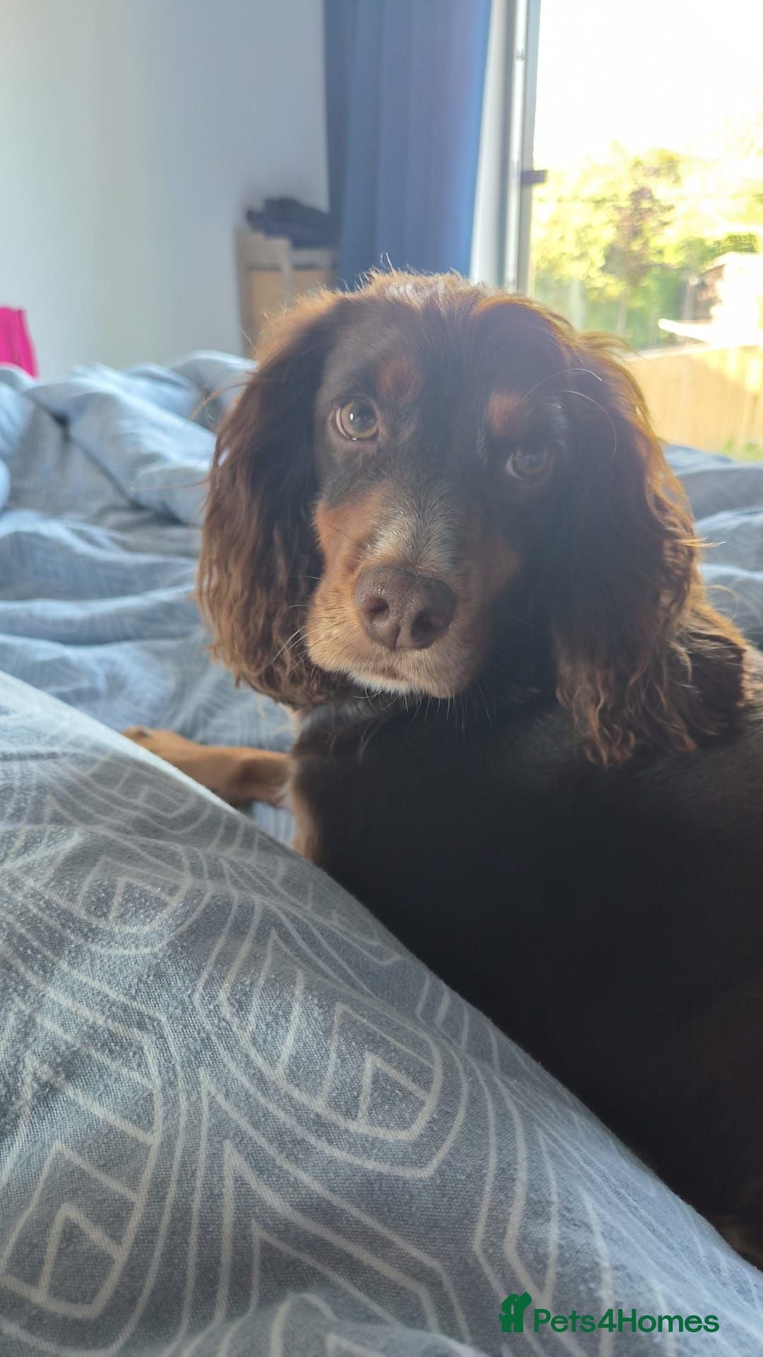 Cocker Spaniel dogs Beautiful litter of working cocker puppies - Advert 1
