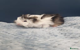 Guinea Pig rodents for sale: Absolutely Stunning Baby Boars  - Image 5