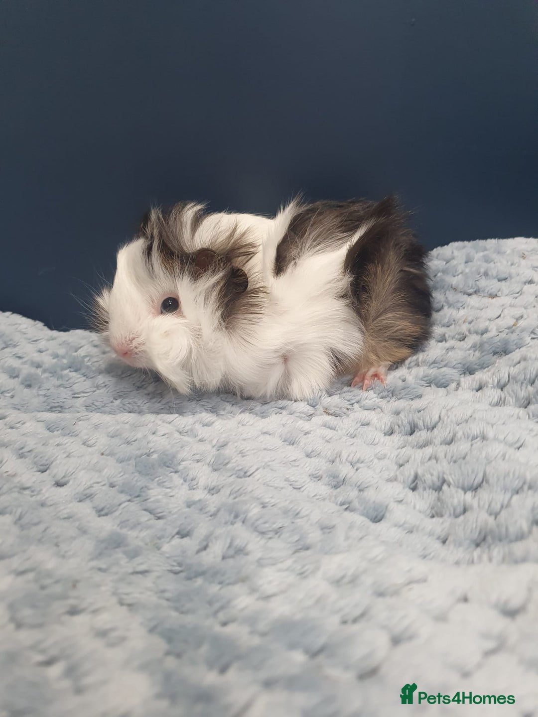 Guinea Pig rodents for sale: Absolutely Stunning Baby Boars  - Image 5