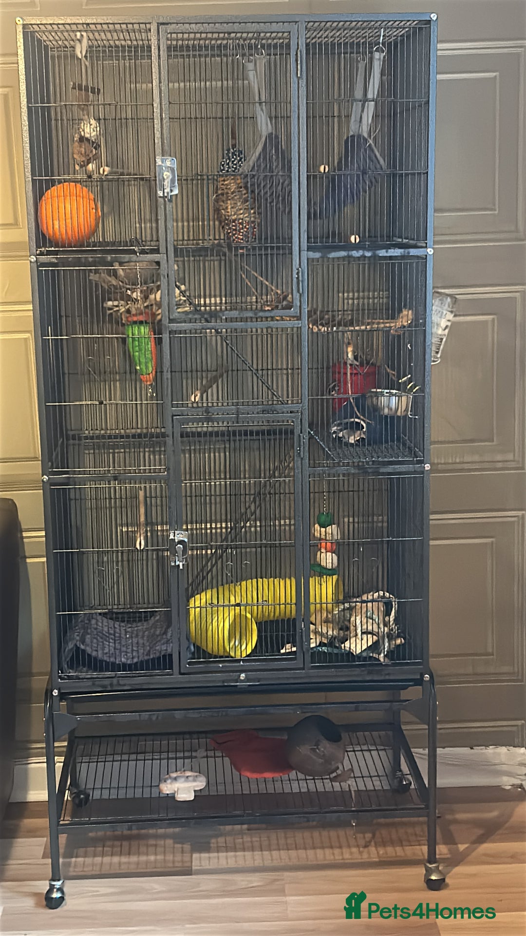 Sugar Glider rodents for sale: 2 1 year old males - Image 5