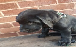 Labrador Retriever dogs for sale: KC Registered Labrador puppies  - Image 24
