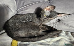 Sphynx cats for sale: Sphynx x Siamese kittens - Image 14
