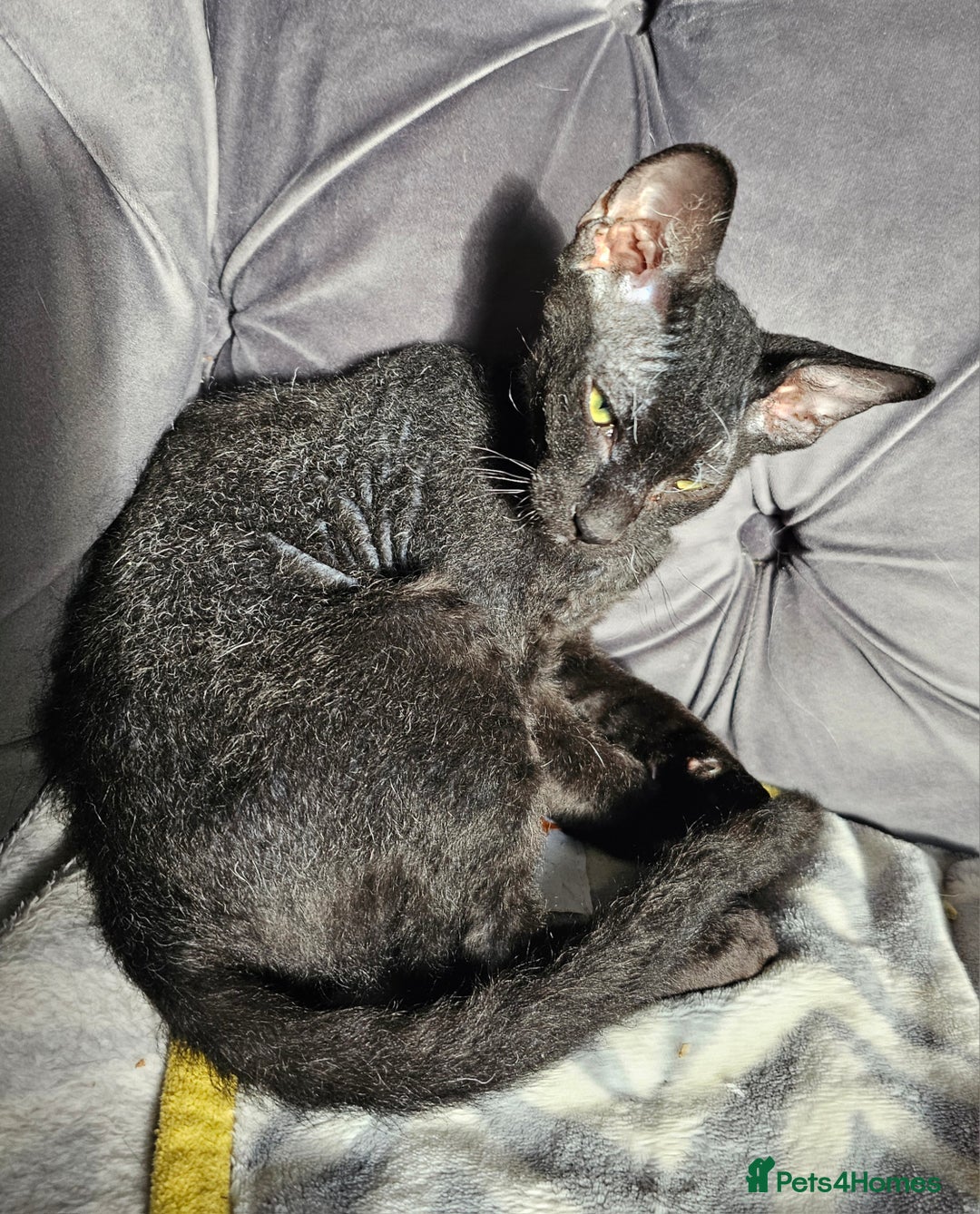 Sphynx cats for sale: Sphynx x Siamese kittens - Image 14