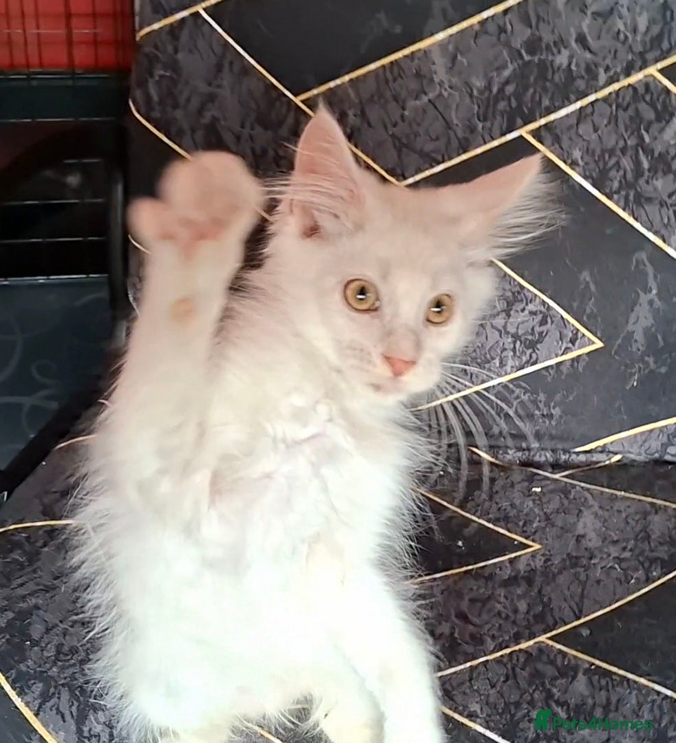 Maine Coon cats XL Pedigree Maine Coon boy in Manchester  - Advert 1