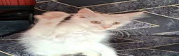 Maine Coon cats for sale: Pedigree Maine Coon Kittens in Manchester  - Advert 5