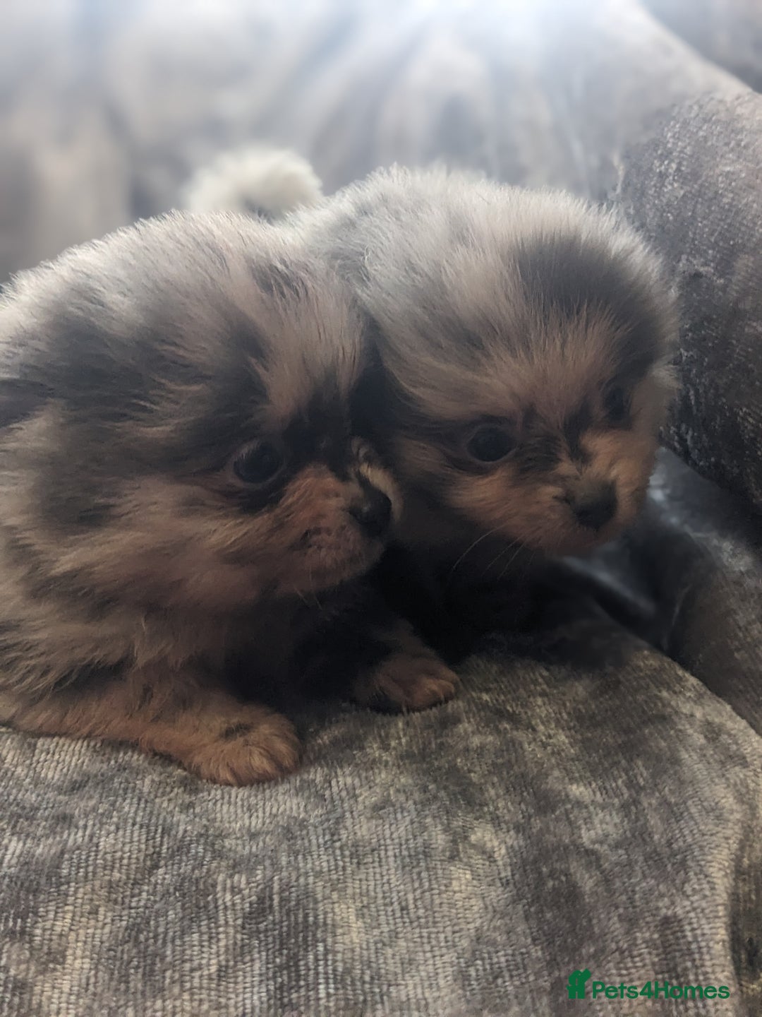 Pomeranian dogs for sale: Pomeranian puppies mixed colours  - Image 3