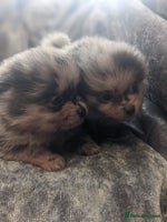 Pomeranian dogs - Advert 6